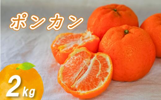 ポンカン 2kg 低農薬栽培 【2027年2月下旬から順次発送】 | 数量選択可 ぽんかん ポンカン みかん ミカン 蜜柑 柑橘 数量限定 愛媛県産 松山市 中島 低農薬 愛媛県