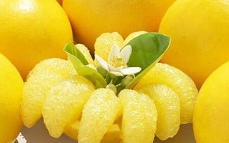 熟成の土佐ぶんたん 5kg （L～4L・ご家庭用）［1681］