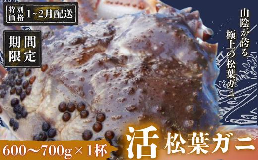 【期間限定配送！1～2月発送希望の方へ！】松葉ガニ 600g～700g〈活〉松葉ガニ マツバガニ 冬の旬。贅沢の極みをご家庭で松葉カニ マツバガニ カニ 蟹 新鮮 旬 プレゼント 贈与 お祝い事 贈り物 祝辞 隠岐 西ノ島町