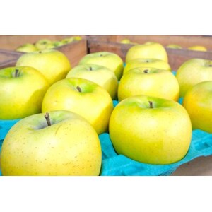 【25年12月出荷予定】平均糖度13度以上! シナノゴールド 約10kg おもてなし用【配送不可地域：離島・沖縄県】【1668071】