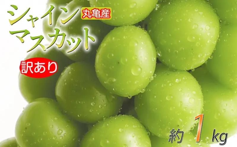 【2026年9月上旬より順次発送】シャインマスカット 訳あり 約1kg 2-3房