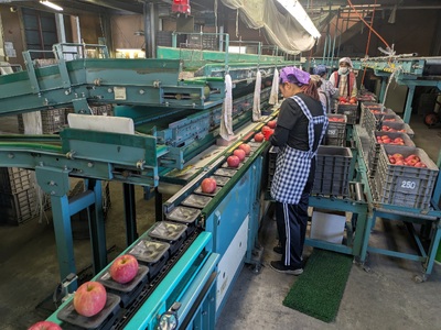 青森県産りんご 光センサー選別 サンふじ 約10kg 中～小玉 りんご