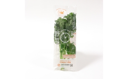 野菜セット ケール 水耕栽培 緑黄色野菜 野菜セット