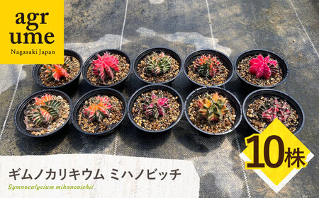 ギムノカリキウム ミハノビッチ 10株 Gymnocalycium mihanovichii 長与町/アグリューム[EAI226] 