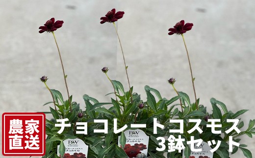
                  チョコレートコスモス3鉢セット【農家直送】 | 植物 お花 花 鉢 鉢花 花鉢 フラワー ギフトプレゼント 贈り物 珍しい 育てやすい かわいい 可愛い キレイ おしゃれ オシャレ シック 送料無料 岐阜県 瑞穂市 ※2026年5月中旬～7月上旬頃に順次発送予定 ※北海道・沖縄・離島への配送不可
                