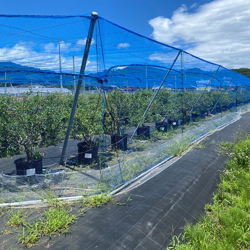 【ふるさと納税】令和9年夏季予約販売 摘みたて 生ブルーベリー 1kg 〈お届け：2027年8月下旬まで 〉フルーツ ブルーベリー