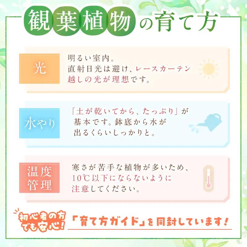 季節の観葉植物3点セット【発送可能時期：4月上旬～7月末、9月上旬～11月末】2号鉢