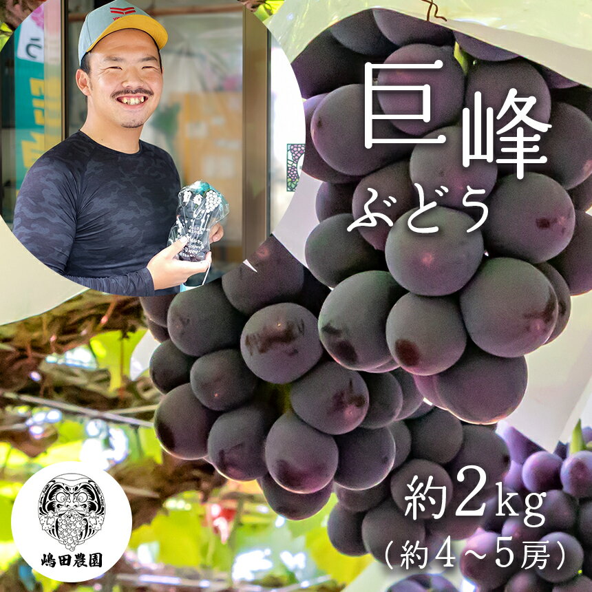 【ふるさと納税】熊本県産　巨峰ぶどう 約2kg 和水町 ぶどう マスカット 果物 フルーツ 巨峰 朝摘み 直送 | 熊本県 熊本 くまもと 和水町 なごみ 季節の果物