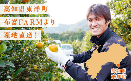 【先行予約】訳ありポンカン Mサイズ 5kg N-08【布富FARM】