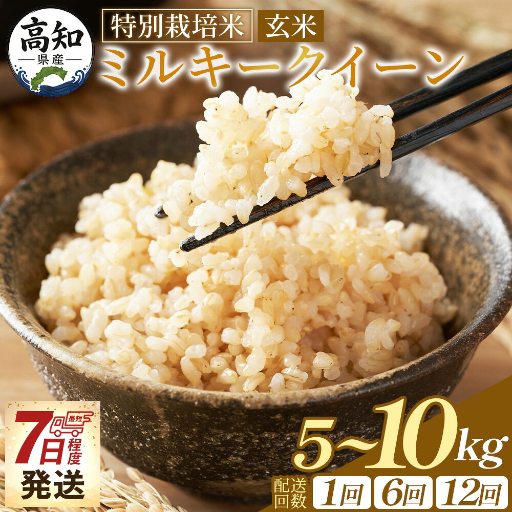 【ふるさと納税】【選べる】特別栽培米 ミルキークイーン 玄米 令和8年産 (数量 5kg/10kg) (配送回数 1回/6回/12回) - 内容量 定期便 国産 精米 米 お米 ご飯 ごはん おにぎり おむすび 炊き込みご飯 高知県 香南市【常温】