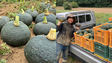 【 訳アリ 】完熟かぼちゃ ブラックのジョー 5kg（3～4玉）