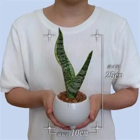 観葉植物　ミニ　サンスベリア　陶器　鉢植え【1543945】