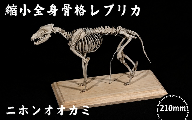 全身 骨格 レプリカ ニホンオオカミ 縮小 / 標本 コレクション プラモデル 動物 標本 骨格 狼 フィギュア インテリア 模型 動物 博物館 頭蓋骨 ミニチュア 3D プリント【anf949-shk-nok】