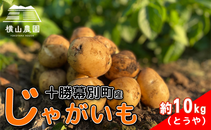北海道 十勝 幕別産 じゃがいも とうや 約10kg 【横山農園】 野菜 根菜 食材 煮崩れしにくい サラダ 煮込み料理 肉じゃが カレー シチュー 北海道のジャガイモ 