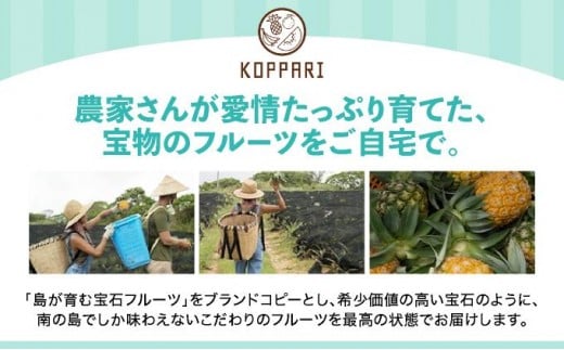 【訳あり】 石垣島産 パイナップル 詰め合わせ 約8kg (6～20個)《2026年5月から順次発送》 KP-16