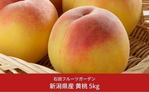 先行予約 黄桃 約5kg(13～18個入) [2025年発送予定] 令和7年産 新潟フルーツ 新潟県産黄桃  [石田フルーツガーデン] 【017P022】