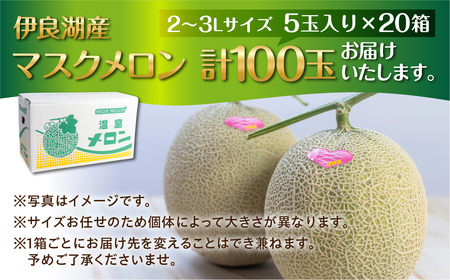 先行予約 伊良湖産 マスクメロン 5玉入り 20箱 計100玉 2024年7月以降順次発送