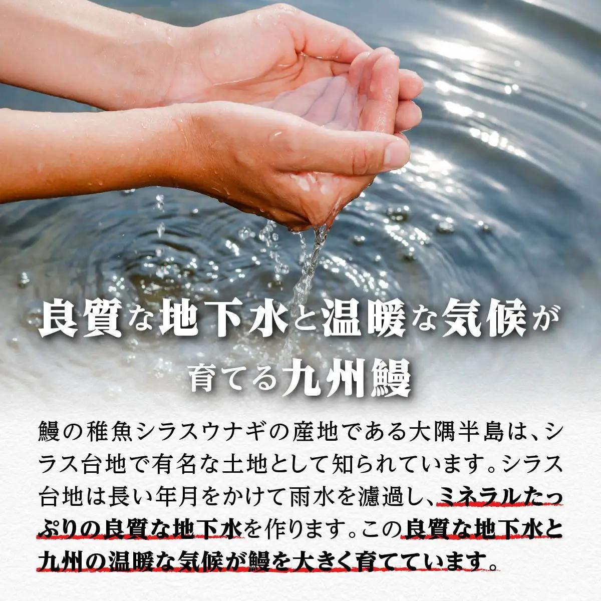 鹿児島県大隅産 うなぎ 備長炭手焼蒲焼２尾(合計300g以上）｜うなぎ