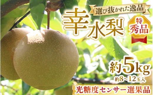 【先行予約】上野梨園の特選大玉 幸水梨『特秀品』選び抜かれた逸品 5kg 光糖度センサー選果品 梨園直送！ / 期間限定 果物 フルーツ 農家直送 シャキシャキ もぎたて 旬 お取り寄せ ※2026年8月下旬より順次発送 [aw077-b001]
