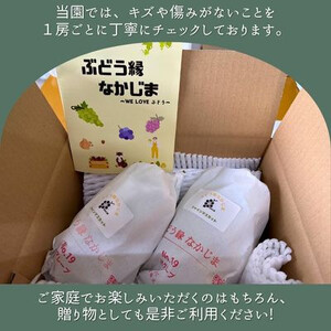 シャインマスカット　2房セット(約1.0kg)【配送不可地域：離島】【1492854】
