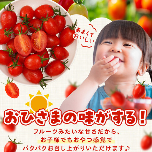 ［2026年5月出荷分］和歌山産ミニトマト「アイコトマト」約1kg（S・Mサイズおまかせ）［TM232］