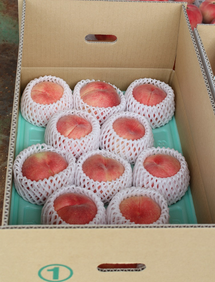 贈答用の品質の桃のみお送りします