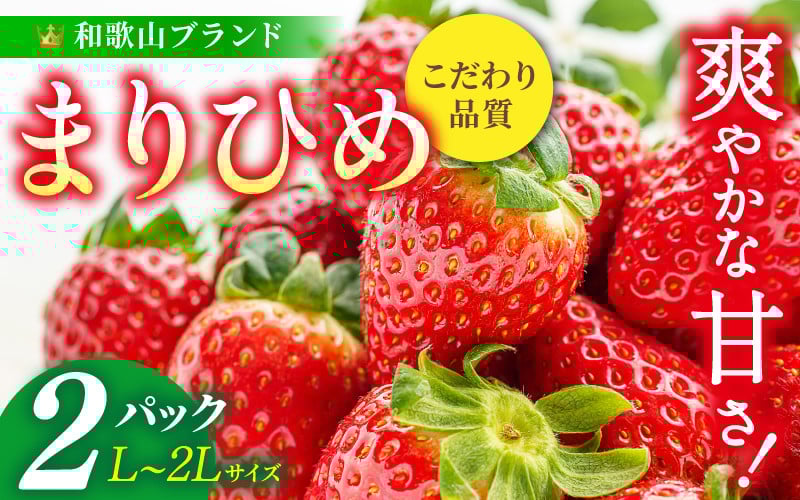 
            【先行予約】まりひめ いちご 12粒～15粒入り×2パック (500g) 2026年1月中旬頃～2026年3月中旬頃に順次発送予定（お届け日指定不可）/ 苺 和歌山 フルーツ 果物 くだもの 和歌山県産 ブランド デザート 希少 【kgr007A】
          