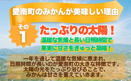 訳あり 愛媛みかん 5kg サイズミックス ご家庭用 産地直送 農家直送 温州みかん 早生 中生 時期で変わる旬の味 甘い 濃厚 フルーツ コク ジューシー 温州みかん うんしゅうみかん 早生 ビタミ