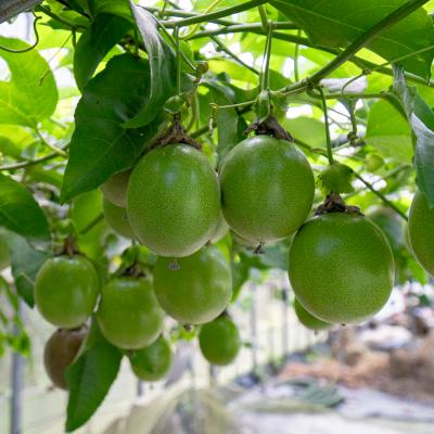 ふるさと納税 大月町 パッションフルーツ 10個 栽培期間中農薬不使用  有機肥料 南国フルーツ トロピカルフルーツ |  | 02