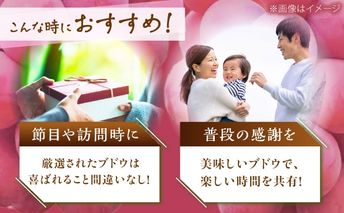 ぶどう ブドウ 葡萄 果物 クイーンニーナ ギフト 贈答用 大粒 産地直送