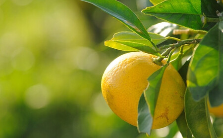 極早生みかん 約5kg S・M・Lサイズ 《赤秀》和歌山県下津町産 産地直送 【北海道・沖縄県・一部離島 配送不可】［Mg21］