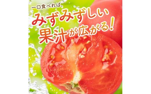【先行予約】京丹後産 大玉トマト 1kg以上 春夏発送（2026年5月中旬～発送）