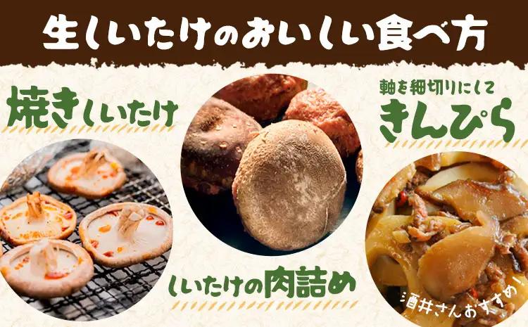 阿蘇・産山村産 原木生しいたけ 中玉800g(200g×4袋) 椎茸 しいたけ 生しいたけ しいたけのさかい《6月中旬-11月下旬頃出荷》原木生しいたけ 贈答 ギフト お中元 お歳暮 熊本 阿蘇 産山