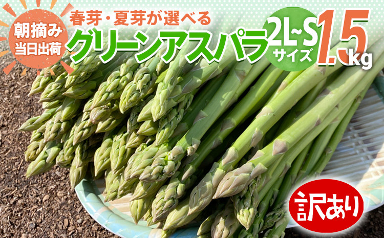 
先行予約 訳あり 規格外 アスパラ 2L～Sサイズ 1.5kg 朝採り 直送 選べる 春芽 夏芽 グリーンアスパラガス 朝採れ 数量限定 BT04 BT08 BT-S0004
