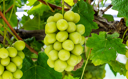 《先行予約》2026年産 シャインマスカット ダイヤパック 250g×2パック やまのべ多田農園のぶどう ブドウ F21A-312