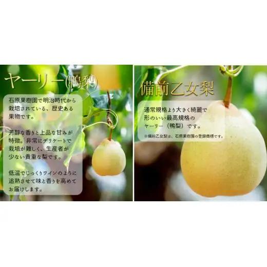 詰め合わせ 3㎏箱 赤秀 備前横綱梨1玉(1～1.5㎏玉)・備前乙女梨３～5玉 【先行予約 2026年11月中旬から順次発送】
