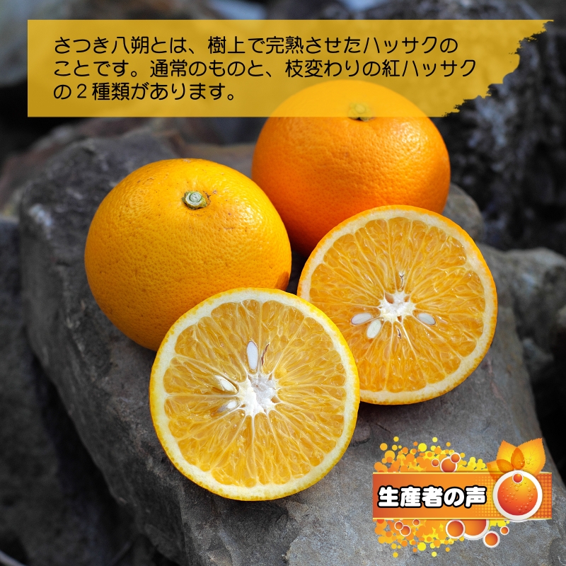 ▼久幸園 完熟紅八朔 10kg　※2025年3月中旬～順次発送予定 【hsk022-beni-10】