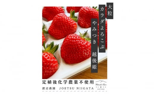 いちご 大粒 カラダよろこぶ やみつき 越後姫 約400g×1パック (9～15粒入り) イチゴ 苺 上越市 新潟