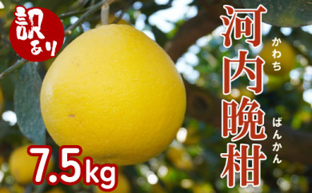 【 訳あり 】 先行予約 果樹園みどり の 樹齢30年 河内晩柑 7.5kg （ 訳あり ミックス  ）【発送期間：4月上旬～7月中旬】 家庭用 7.5kg 先行 事前 予約 受付 みかん 河内晩柑 かわちばんかん 愛南ゴールド 文旦 グレープフルーツ 和製 おいしい 愛媛 産地直送 国産 農家直送 期間限定 数量限定 特産品 ジュース 人気 限定 愛南 甘い フルーツ 柑橘 果樹園 みどり 河内晩柑 河内晩柑 河内晩柑 河内晩柑 河内晩柑 河内晩柑 河内晩柑 河内晩柑 河内晩柑 河内晩柑 河内晩柑 河内晩