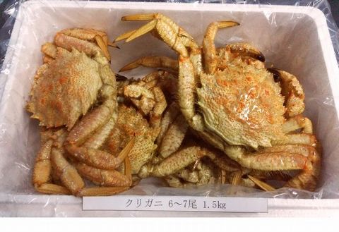 【北海道根室産】クリガニ6～７尾(計1.5kg) A-57022