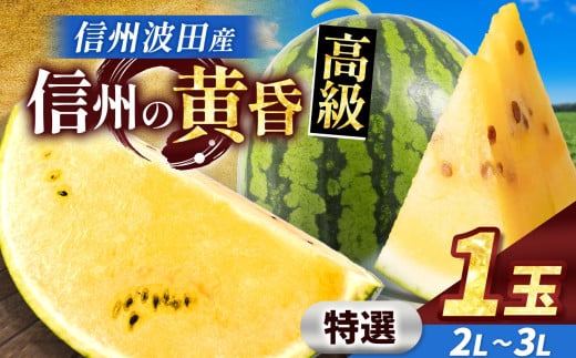 【先行予約】信州波田産 甘いスイカ！ 信州の黄昏 ( 金色羅皇 ) 【特選】 2L～3Lサイズ 1玉｜ふるさと納税 長野県 信州 松本 果物 フルーツ すいか スイカ 西瓜 大きい 特別 珍しい 黄色スイカ 贈答 季節限定 甘い くだもの ふるーつ