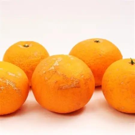 家庭用 清見10kg+250g(傷み補償分)【光センサー選果】【訳あり】【樹上完熟きよみオレンジ】【配送不可地域：離島・北海道・沖縄県】【1649759】