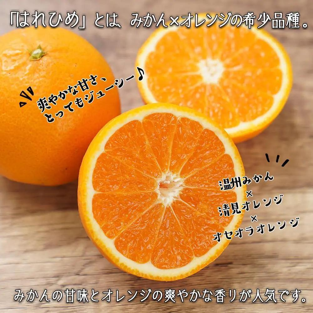 はれひめ（ミカンの希少種） 秀品  約5ｋｇ（25個～30個入）［先行予約］［2026年12月中旬頃から発送］［KG3］