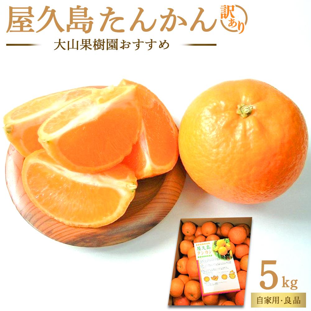 【ふるさと納税】【先行予約】大山果樹園おすすめ 屋久島たんかん 約5kg【家庭用・良品】 | タンカン 国産 果物 くだもの フルーツ 柑橘 数量限定 期間限定 屋久島町 鹿児島 屋久島 ふるさと 納税 お取り寄せ ご当地 訳アリ 家庭用
