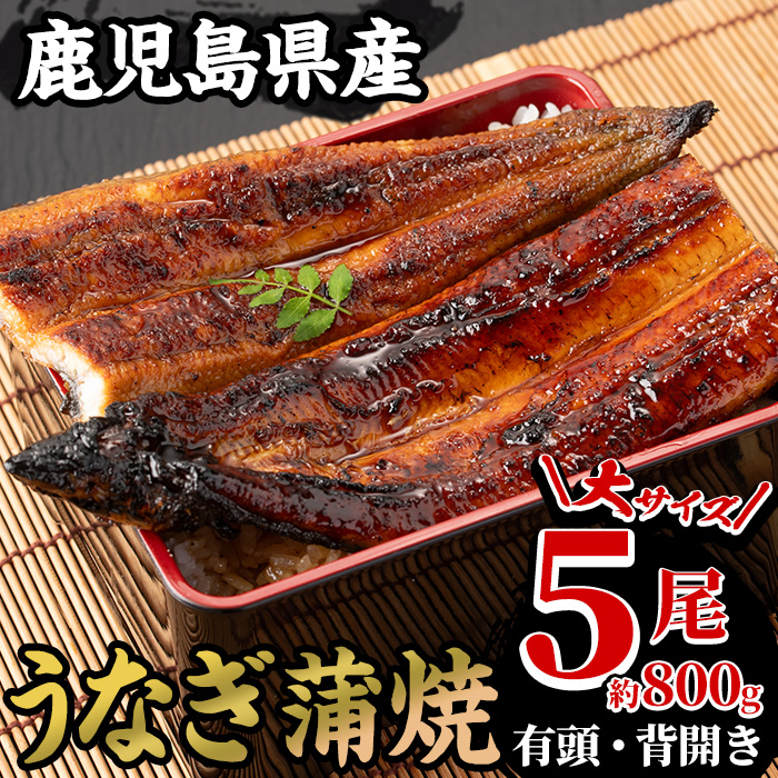 国産うなぎ(鹿児島県産うなぎ)蒲焼(大サイズ5尾・計約800g・タレ付き) 国産 国産魚 九州産 鹿児島県産 魚 魚介 鰻 うなぎ ウナギ 蒲焼 蒲焼き 惣菜 冷凍【南竹鰻加工】【D-608H】