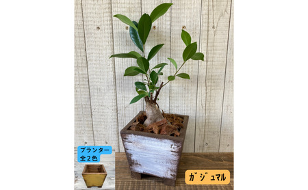 インテリア 植物 ガジュマル プランター 全2色 観葉植物 福岡 小郡市 白色