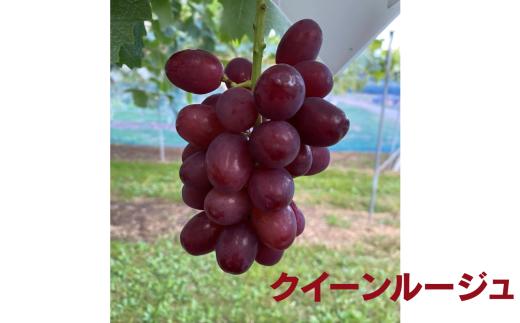 信州伊那産ぶどう3種食べ比べセット（1.5kg以上）シャインマスカット　クイーンルージュ(R)　マイハート｜ぶどう ぶどう詰合せ 葡萄 セット ぶどう食べ比べ 2種セット シャインマスカット クイーンルージュ マイハート 種なし ぶどう高級 フルーツ ギフト フルーツ 旬のフルーツ 伊那市 長野県産 【014-48】