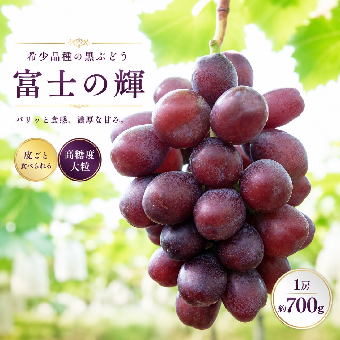 【希少品種】 富士の輝 1房（約700g）（ブラックシャインマスカット シャインマスカット ぶどう 旬 人気 期間限定 限定 果物 くだもの フルーツ プレゼント）