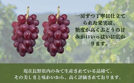 【2026年先行予約】クイーンルージュ® 約1kg（2~3房）|ぶどう ぶどう