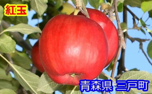 りんご【紅玉】約4.5kg（20～28玉）【2025年産・先行予約】★2025年10月中旬～11月上旬頃まで発送予定★青森県三戸町産